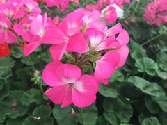 -芽庄珍珠岛游乐园
