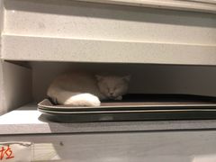 -猫小院猫主题餐厅(三里屯店)