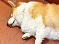 -肥朵食堂(带梦胡同店)