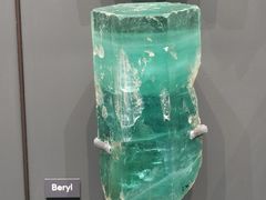 -美国自然历史博物馆