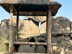 -上海野生动物园