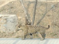 -石家庄市动物园