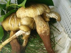 -菌之家·专业纯野生菌火锅·特色炒菌