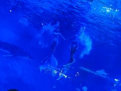 -烟台海昌鲸鲨海洋公园