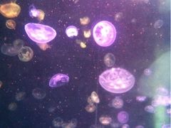iphone_upload_pic-东部华侨城