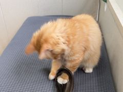 -瑞派宠物医院·犬猫全科·猫友好(宾水西道店)