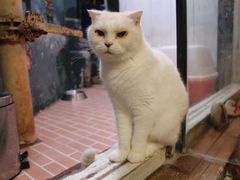 -猫咪博物馆(顶澳仔猫街店)