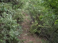 -北京西山国家森林公园