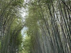 -铁山坪森林公园