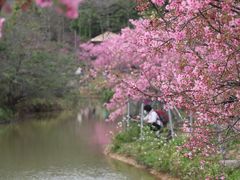 -天适樱花悠乐园