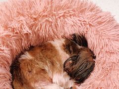 -momokira米努特·德文卷毛猫·棉花面纱犬