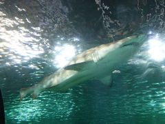 -悉尼海洋生物水族馆