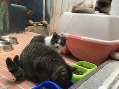 -猫咪博物馆(顶澳仔猫街店)