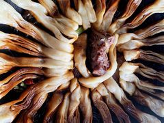 -华盛园卷子王农家菜水库鱼