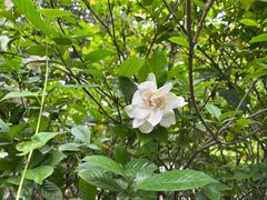 -上海佘山国家森林公园天马山园