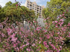 -高东镇樱花园