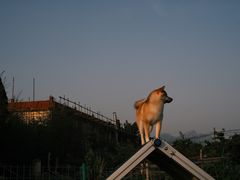 -趣玩宠物乐园寄养训犬训狗游泳池