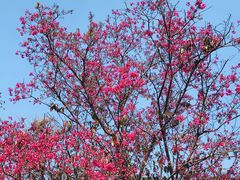 -天适樱花悠乐园