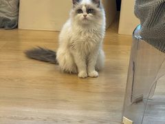 -有喵·猫咖·狗咖·30几只猫10只小狗(岗厦店)