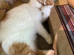 -喵屿·大理花园猫咖