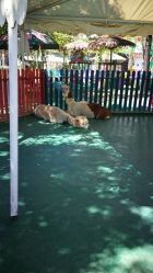 -萌宠亲子动物乐园(槐房万达店)