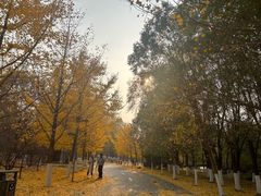 -长白岛森林公园