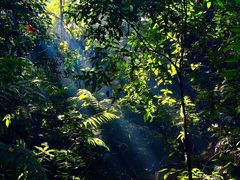 -西双版纳原始森林公园