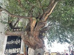 -古树酸奶(八廓南街店)