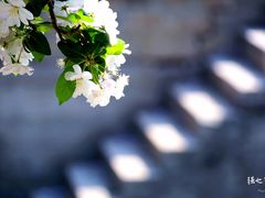 -海棠花溪(元大都城垣遗址公园)