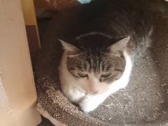 -牟记江湖重庆地标特色菜鱼蛋海鲜羊蝎子(巴南区黑金冠十多年好店)