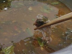 -黑竹沟新场牛肉火锅