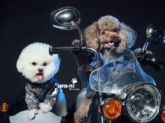 -超宠爱宠物摄影-Super pet