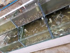 -海岸风情蒸汽海鲜自助餐厅(家宴金手勺店)