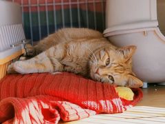 -瑞派福兴宠物医院犬猫全科·骨科·中西医结合(河东店)