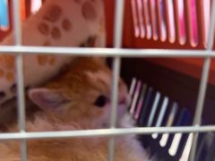 -小猫来了·猫咪专售(红山六九七九店)