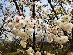 -天适樱花悠乐园