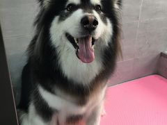 -宠福鑫康馨动物医院·骨科·眼科