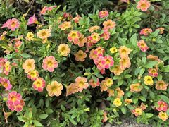 -点都德(广州白云山景区南门店)