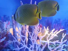 -秦皇岛新澳海底世界