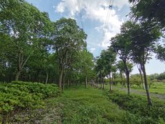 -嘉北郊野公园