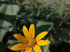 -西青郊野公园