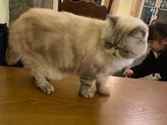 -猫色咖啡·猫咖