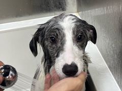 -帕帕拉兹宠物(亚洲旗舰店)