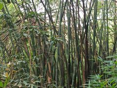 -南山植物园