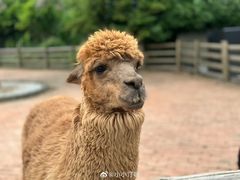 -苏州太湖西山岛开心农场