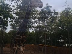 -清迈夜间动物园