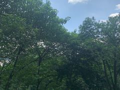 -重庆市江北嘴中央商务区中央公园