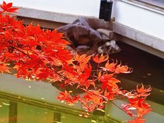 -秋霞圃