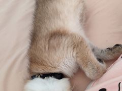 -屋虎猫馆(宝安大仟里店)