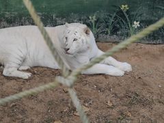 -西霞口神雕山野生动物世界